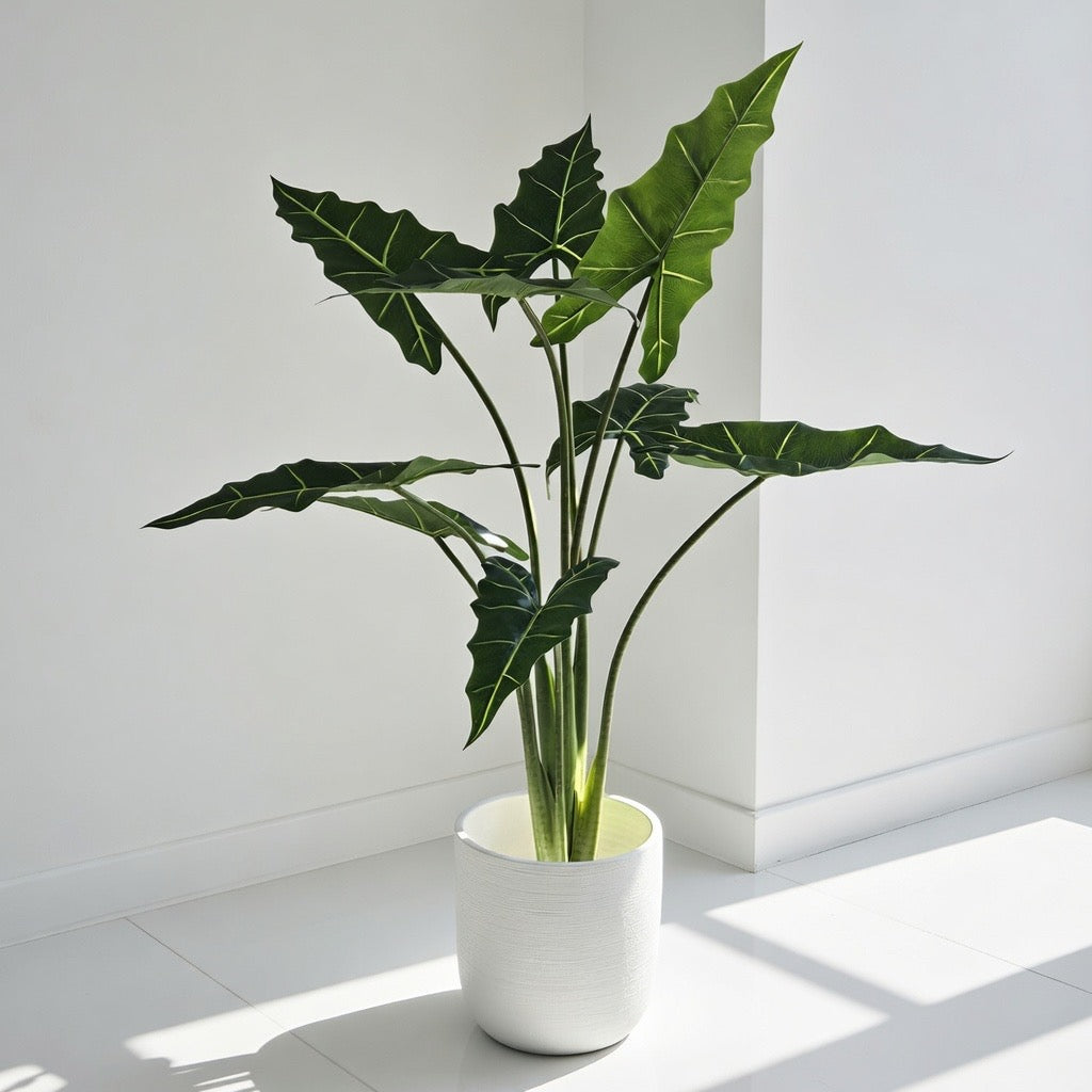 Groen & Pot Alocacia - Medium