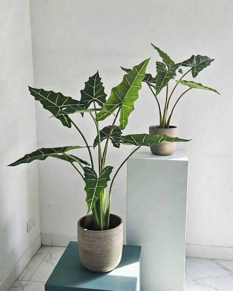 Groen & Pot Alocacia - Medium