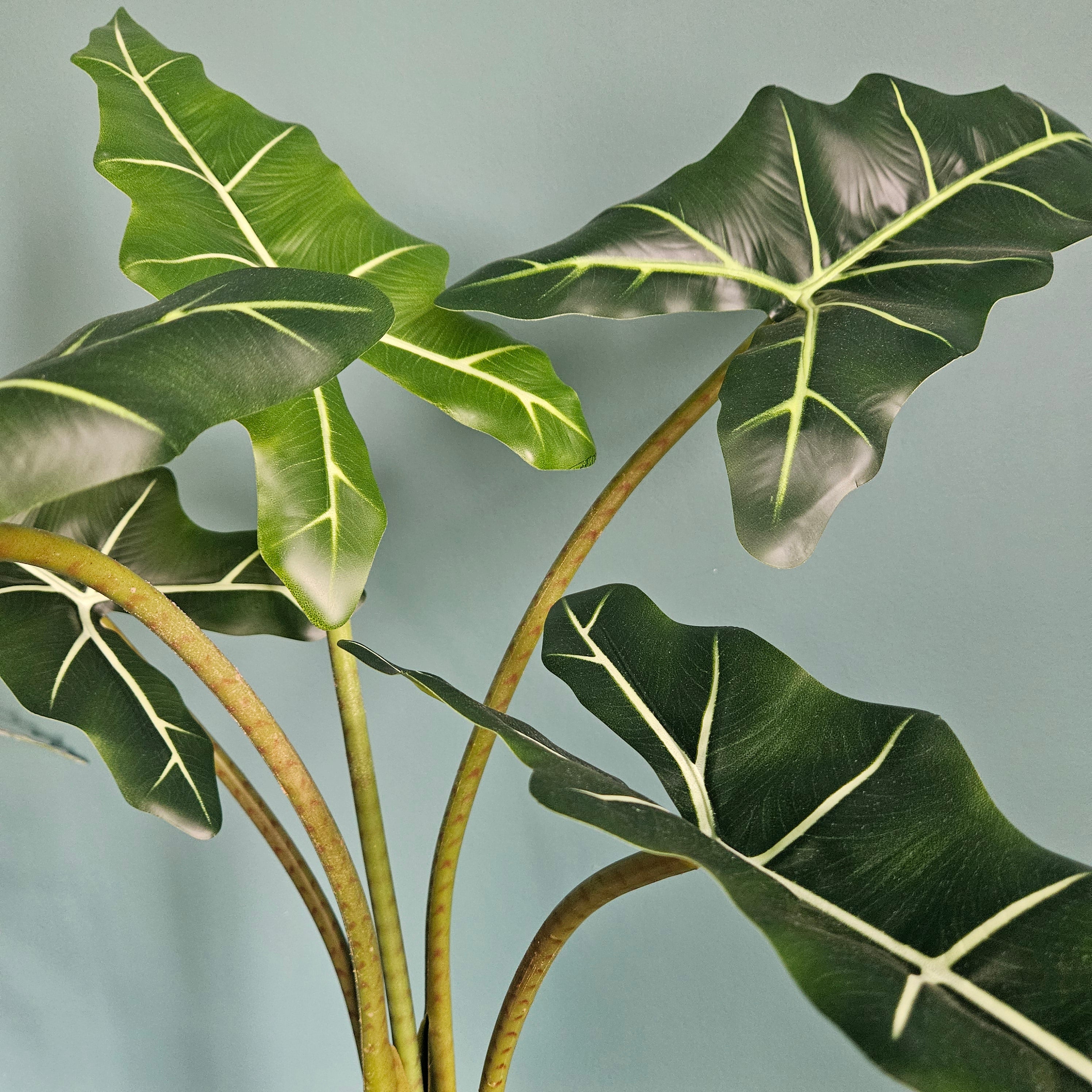 Groen & Pot Alocacia - Small