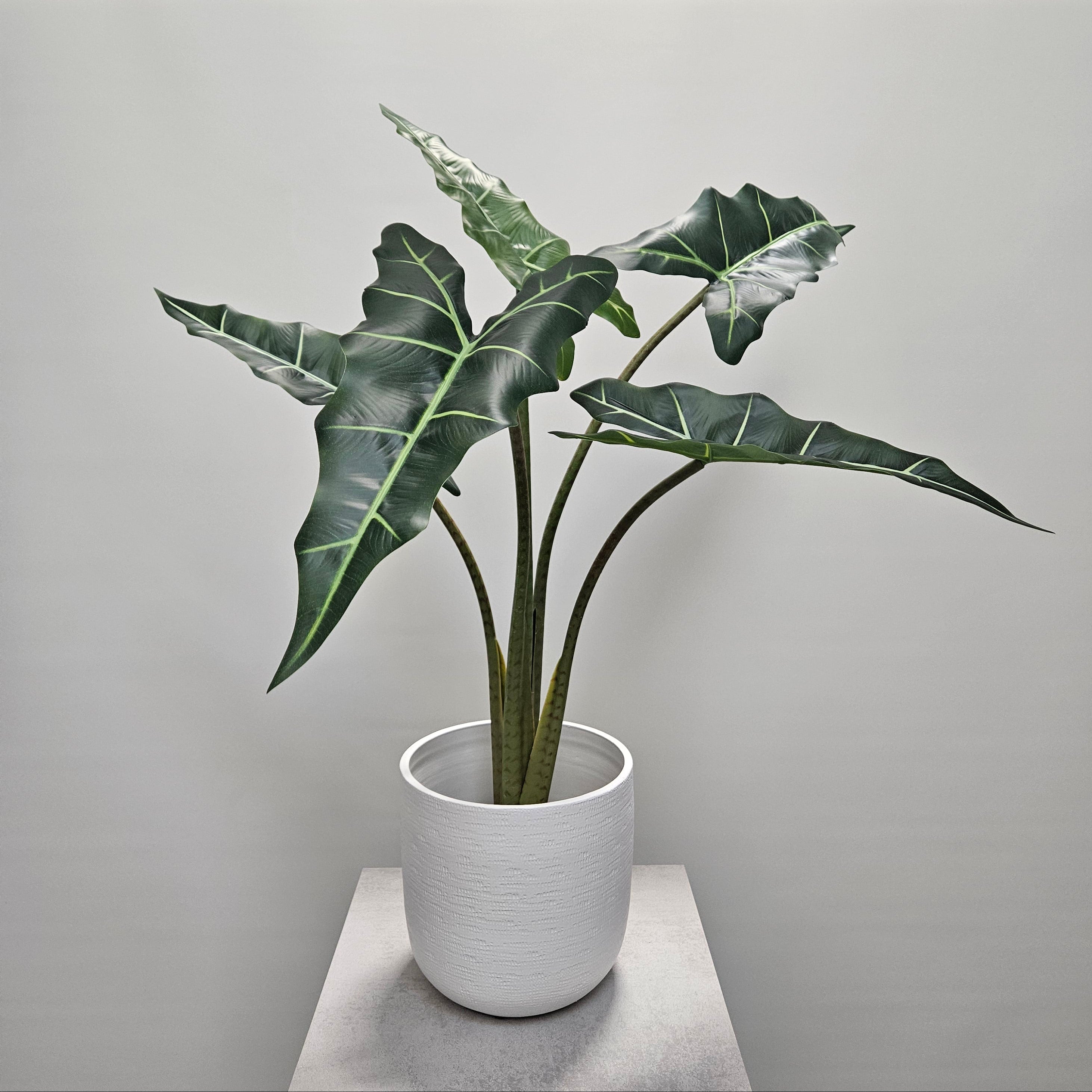 Groen & Pot Alocacia - Small