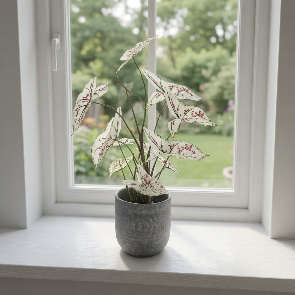 Groen & Pot Caladium Cream - Small