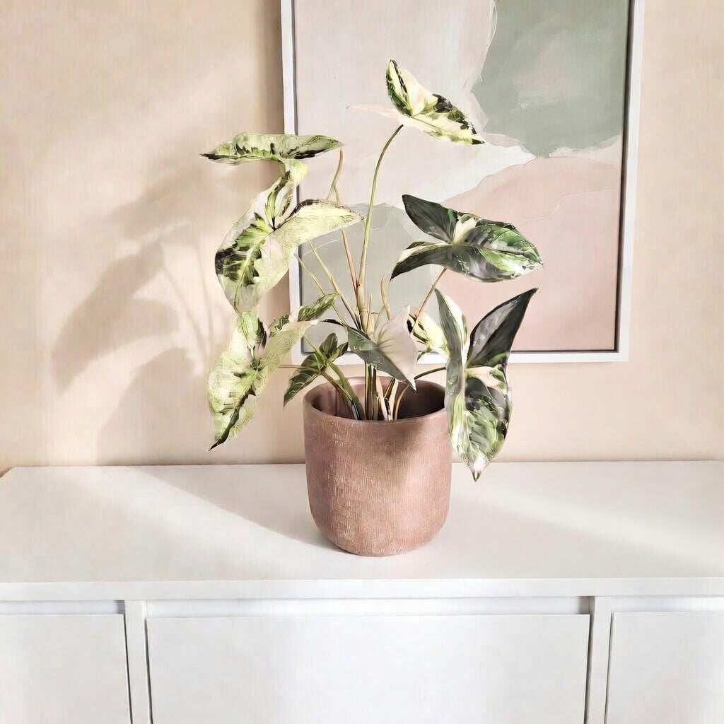 Groen & Pot Caladium Green - Small