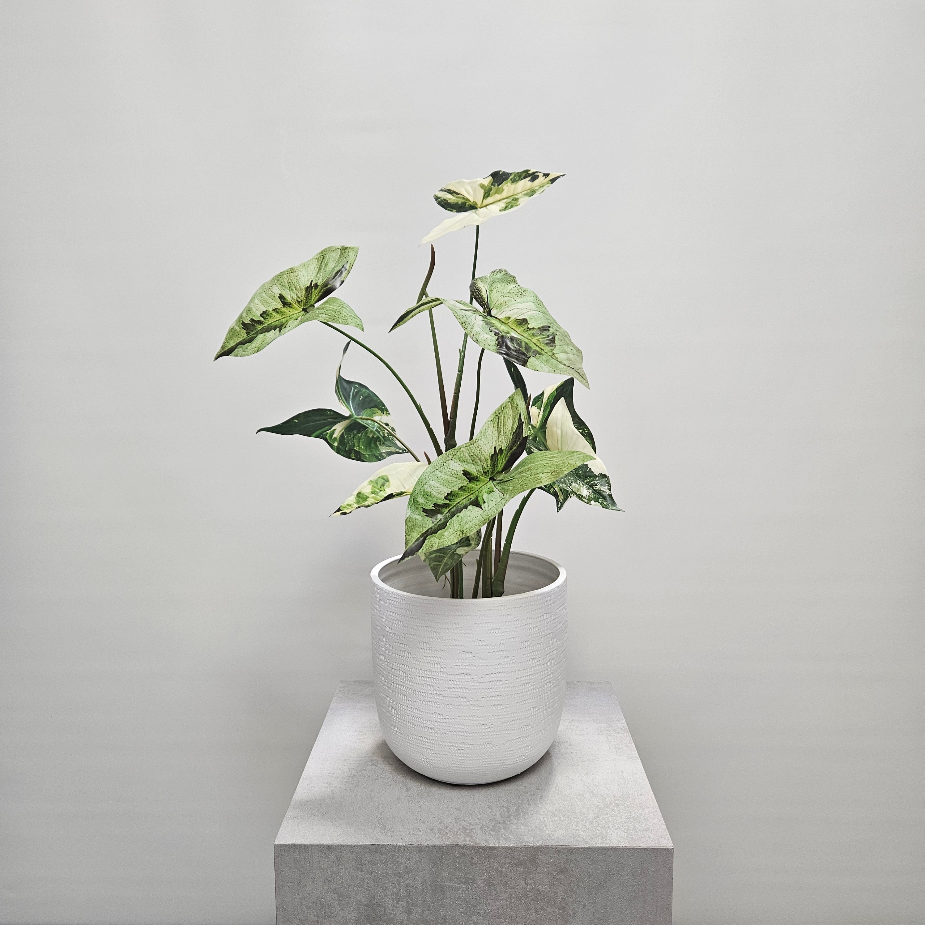 Groen & Pot Caladium Green - Small