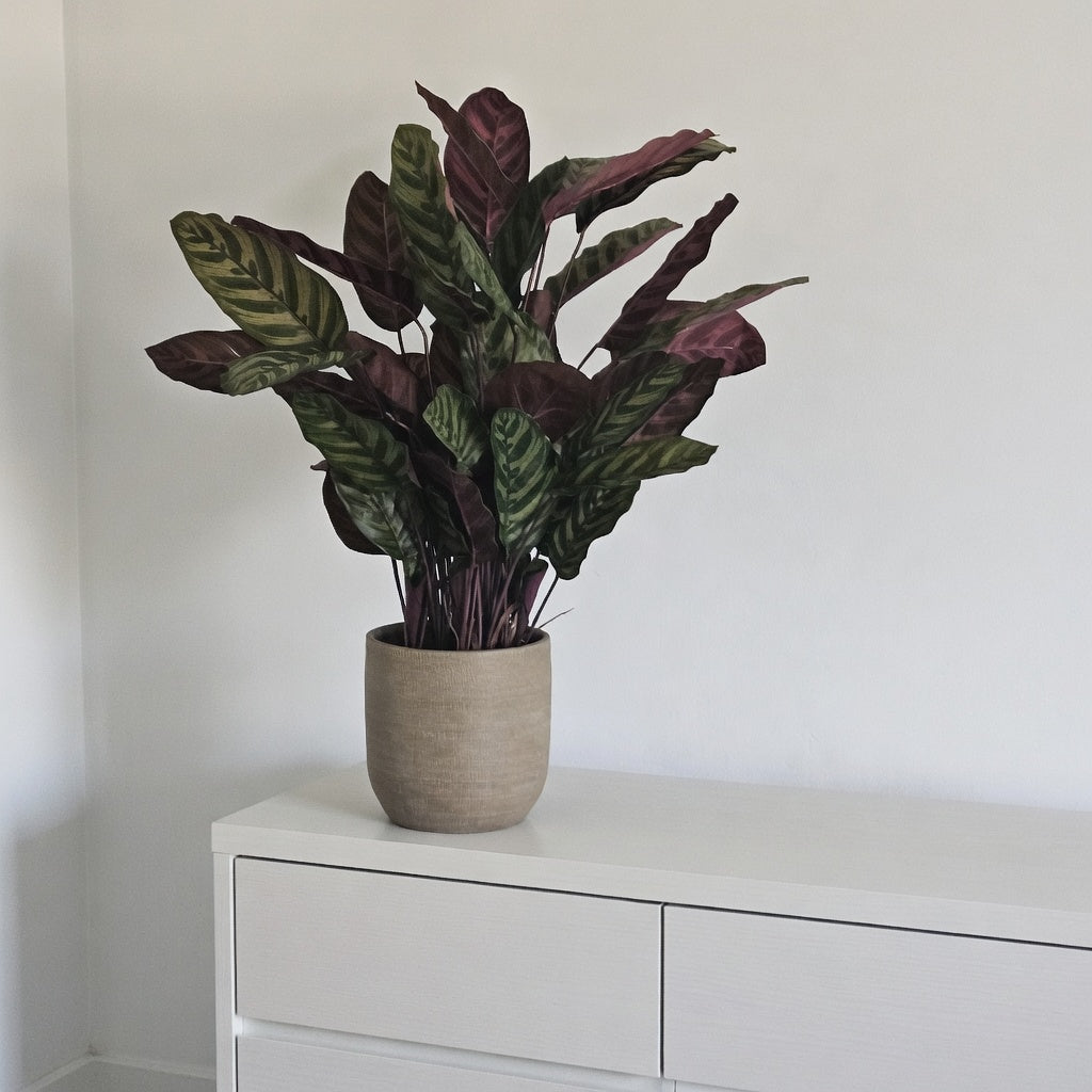 Groen & Pot Calathea Red - Small