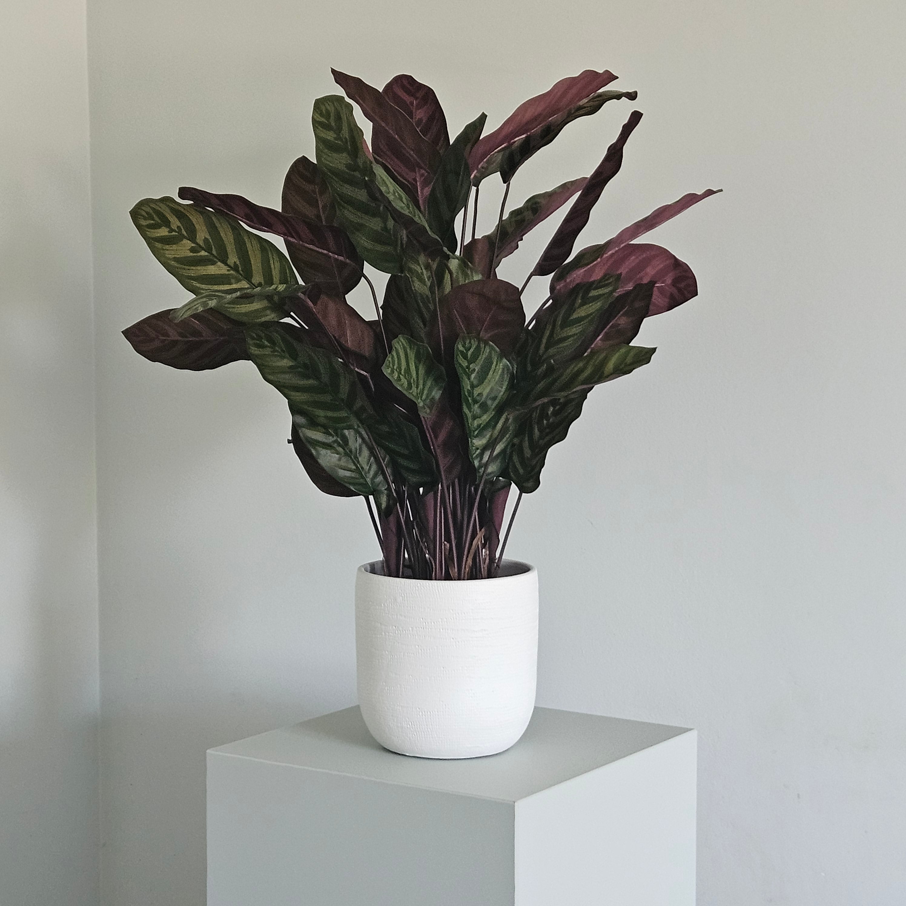Groen & Pot Calathea Red - Small
