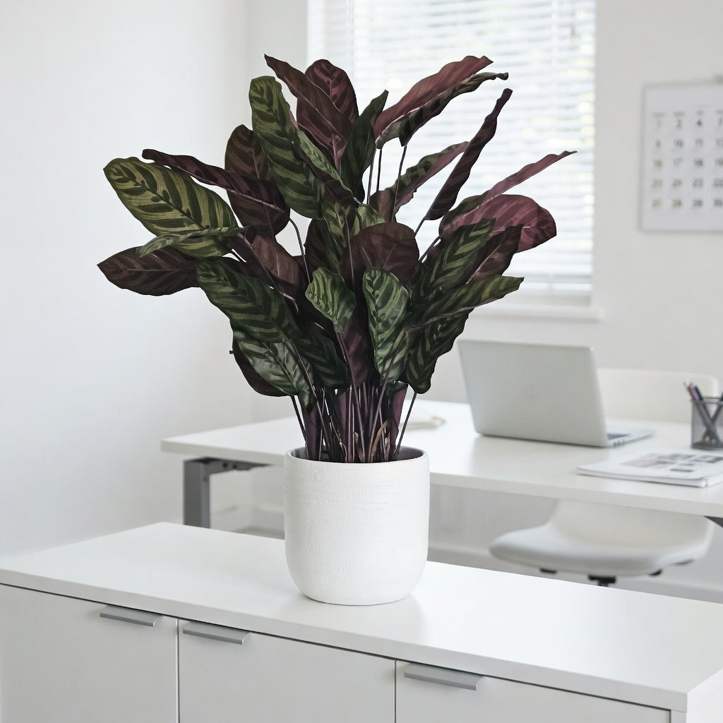Groen & Pot Calathea Red - Small