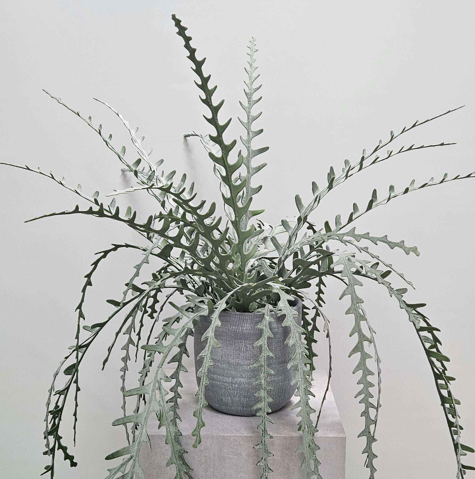 Groen & Pot Epiphyllum - Small