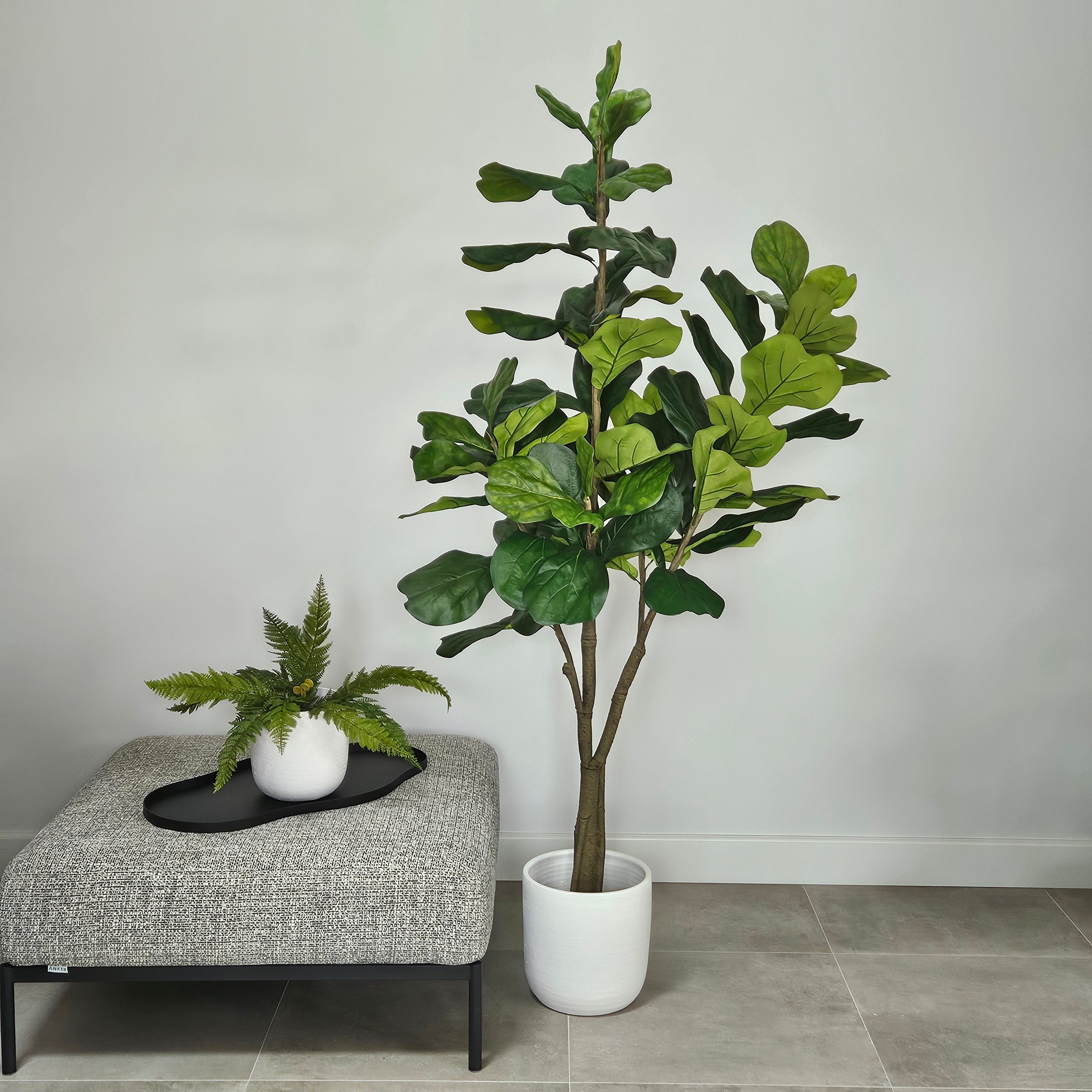 Groen & Pot Ficus - Large