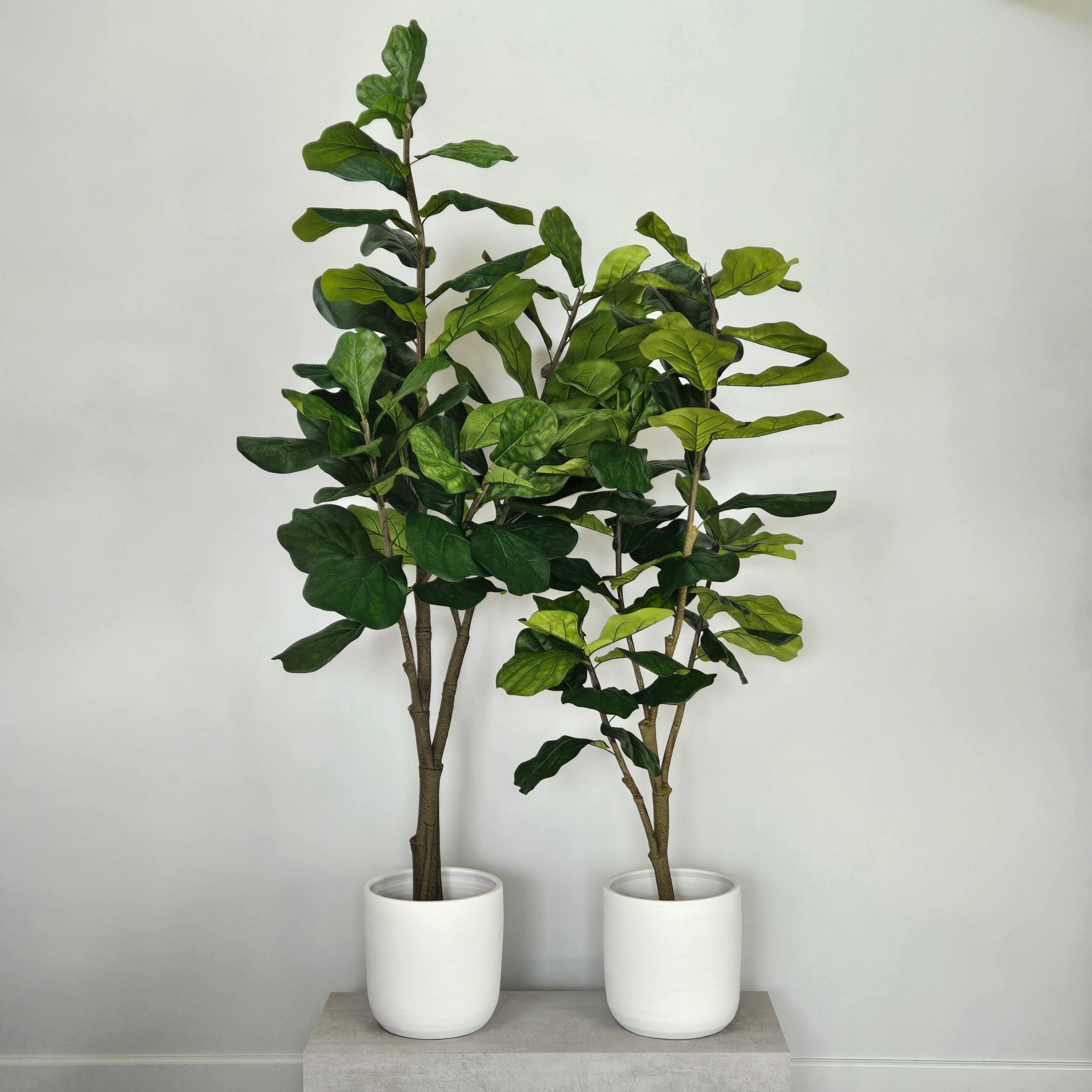 Groen & Pot Ficus - Large