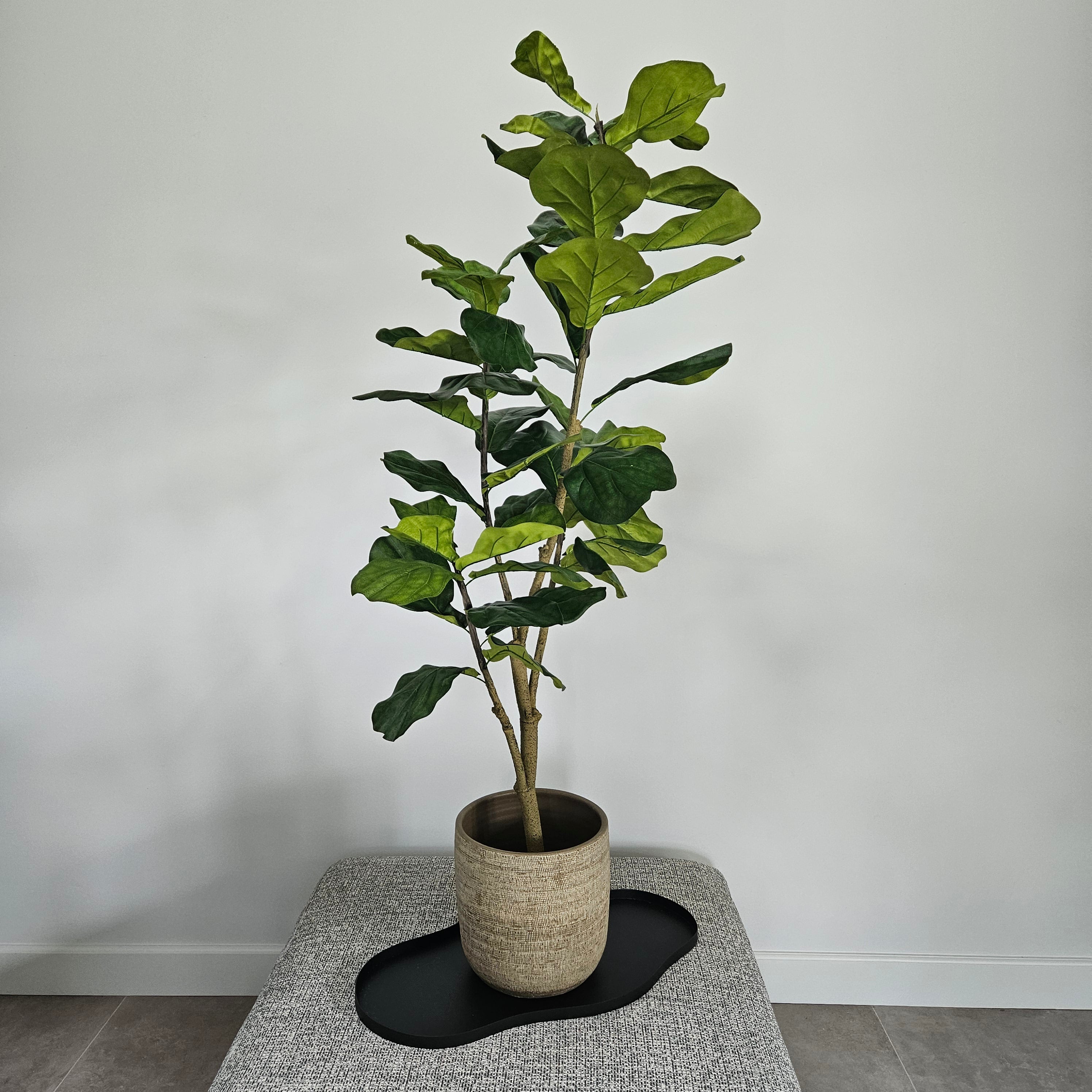Groen & Pot Ficus - Medium