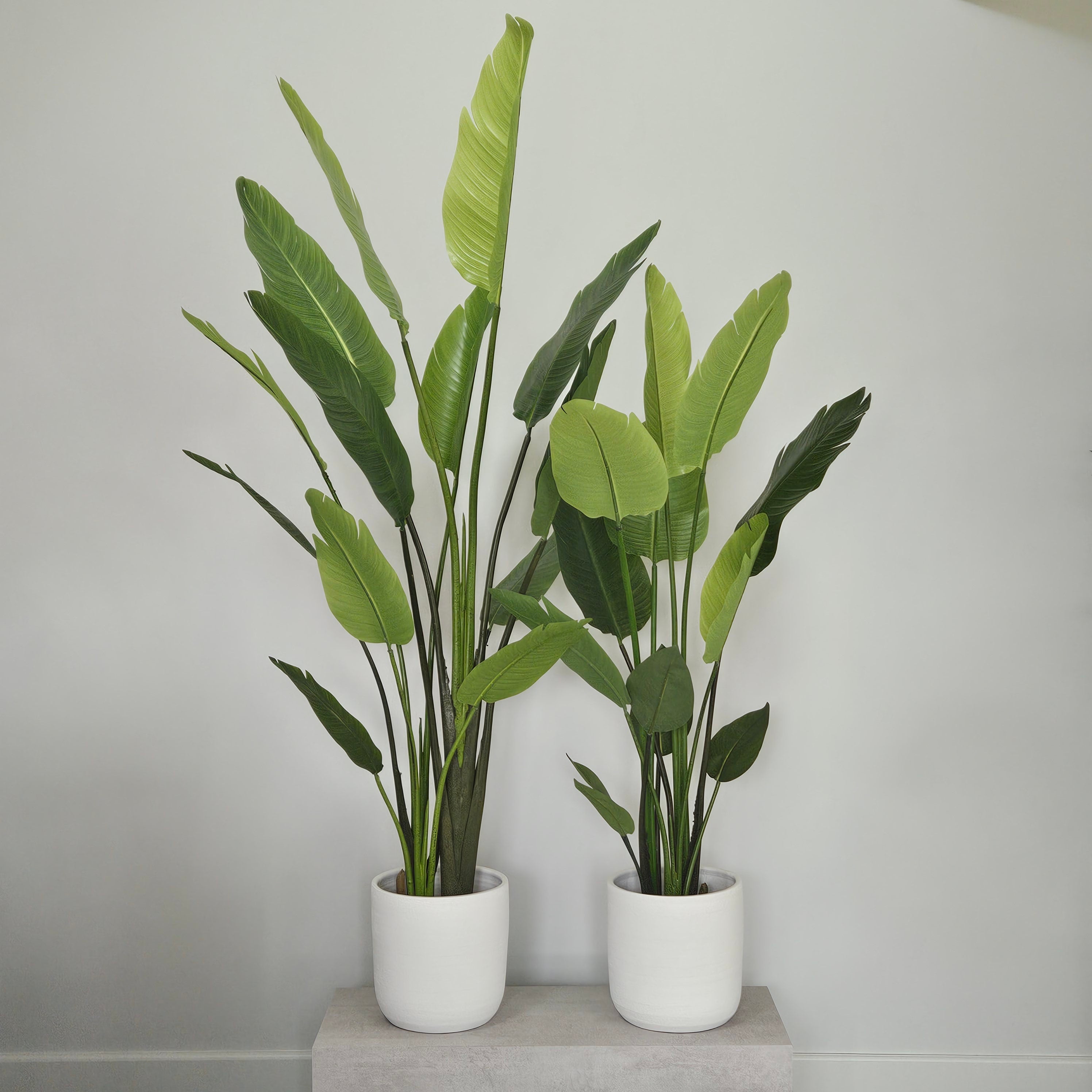 Strelitzie Large mit Topf