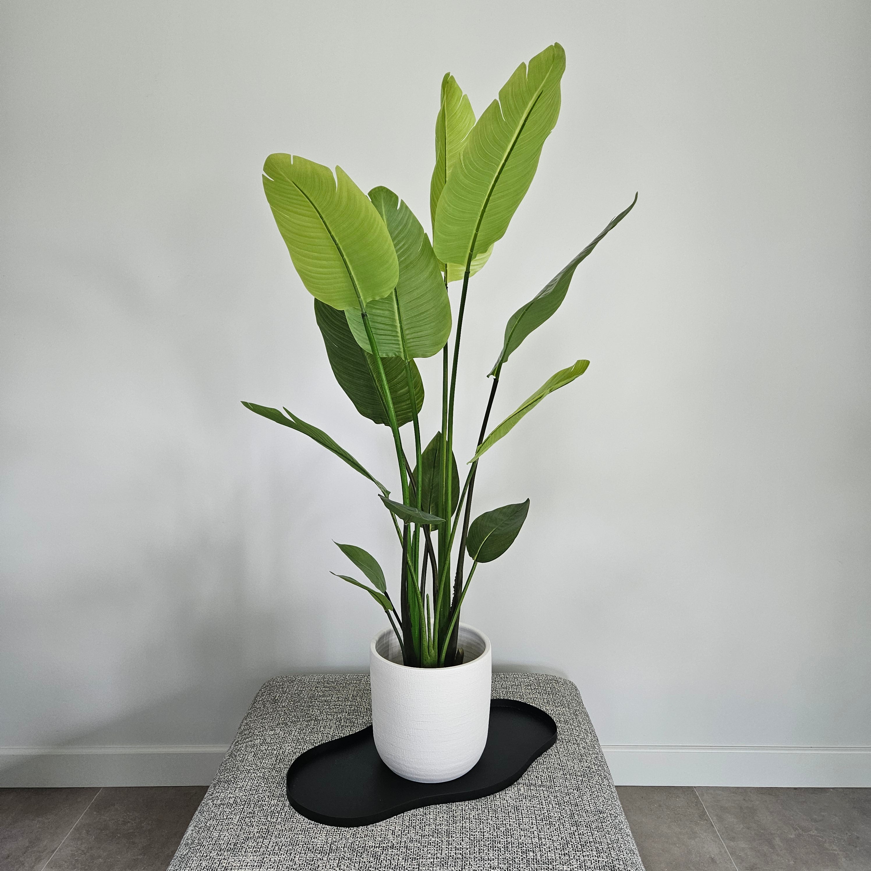 Groen & Pot Strelitzia - Medium