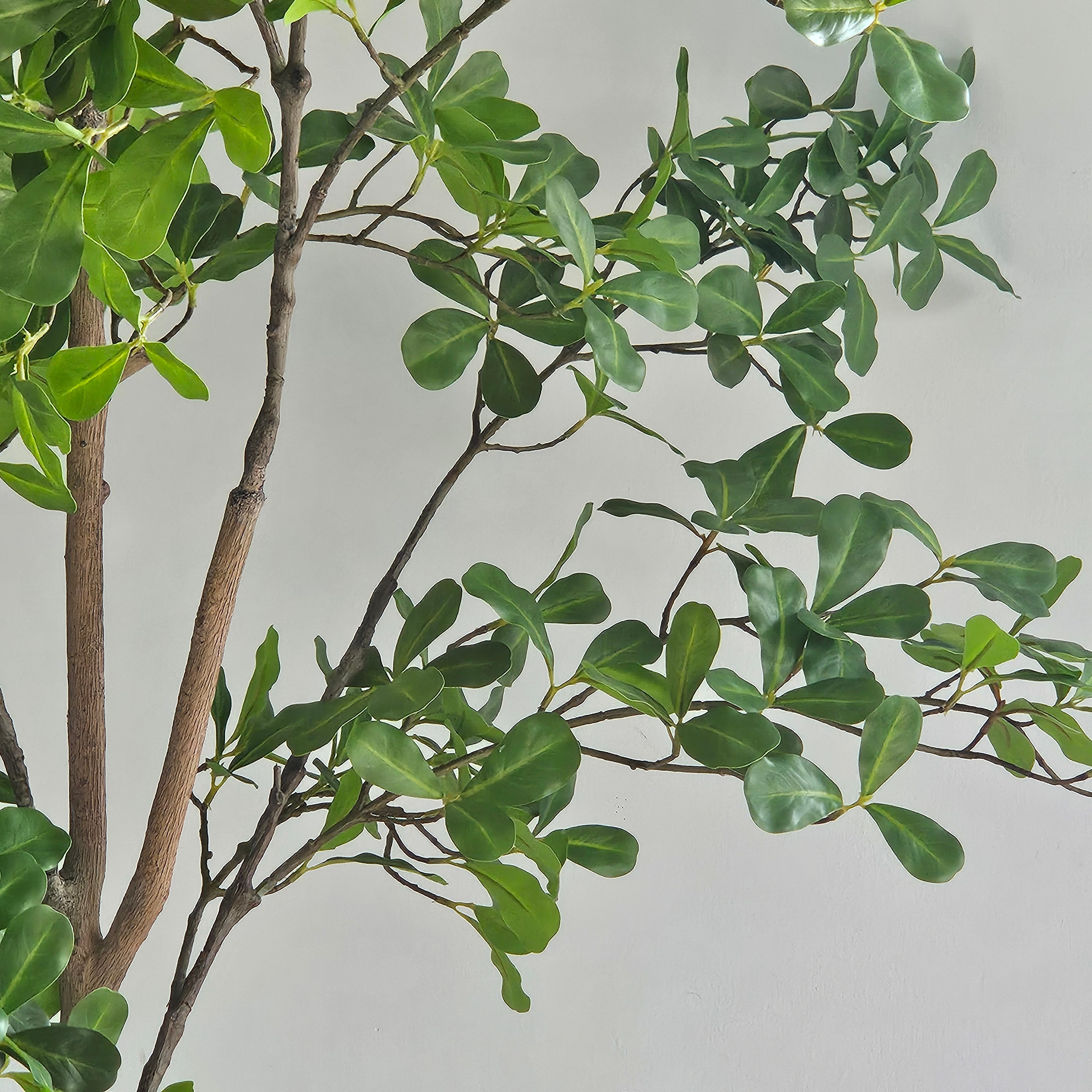 Groen & Pot Terminalia - Large