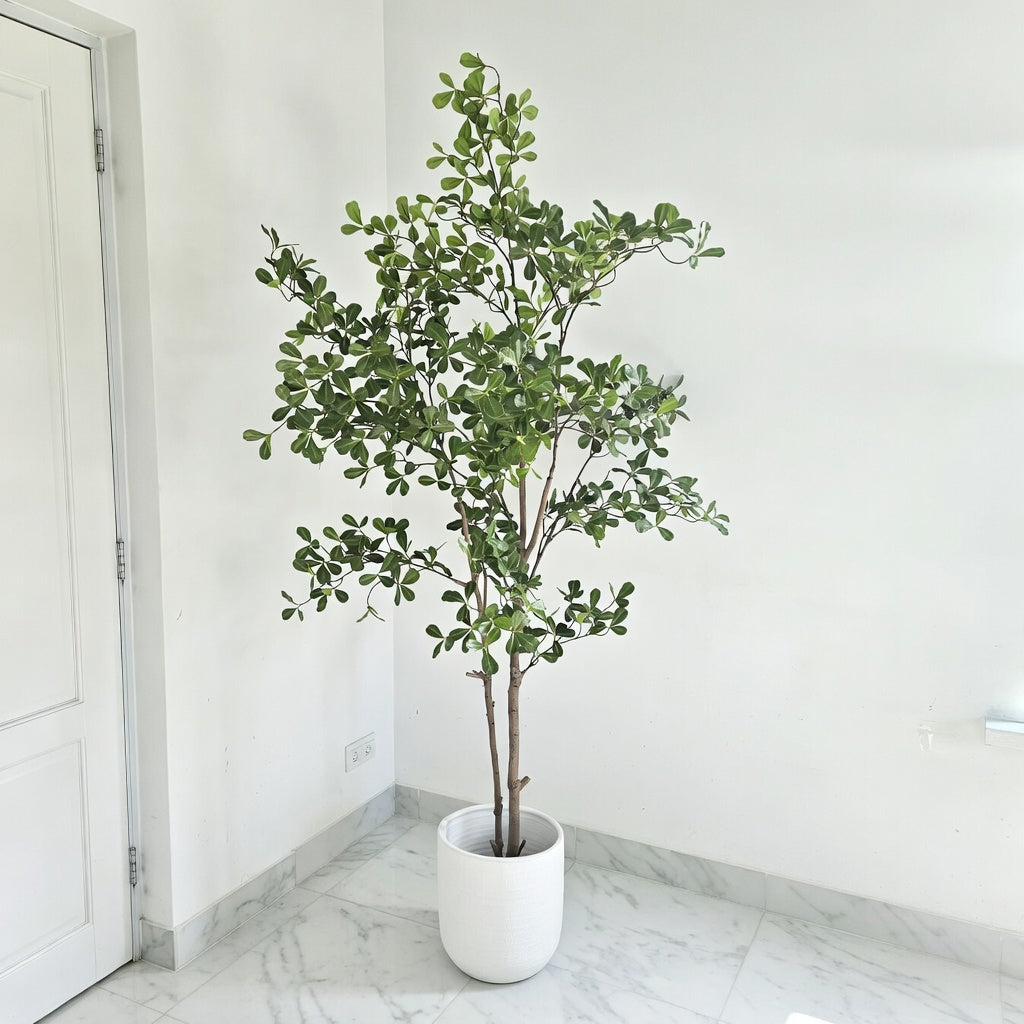 Groen & Pot Terminalia - Large