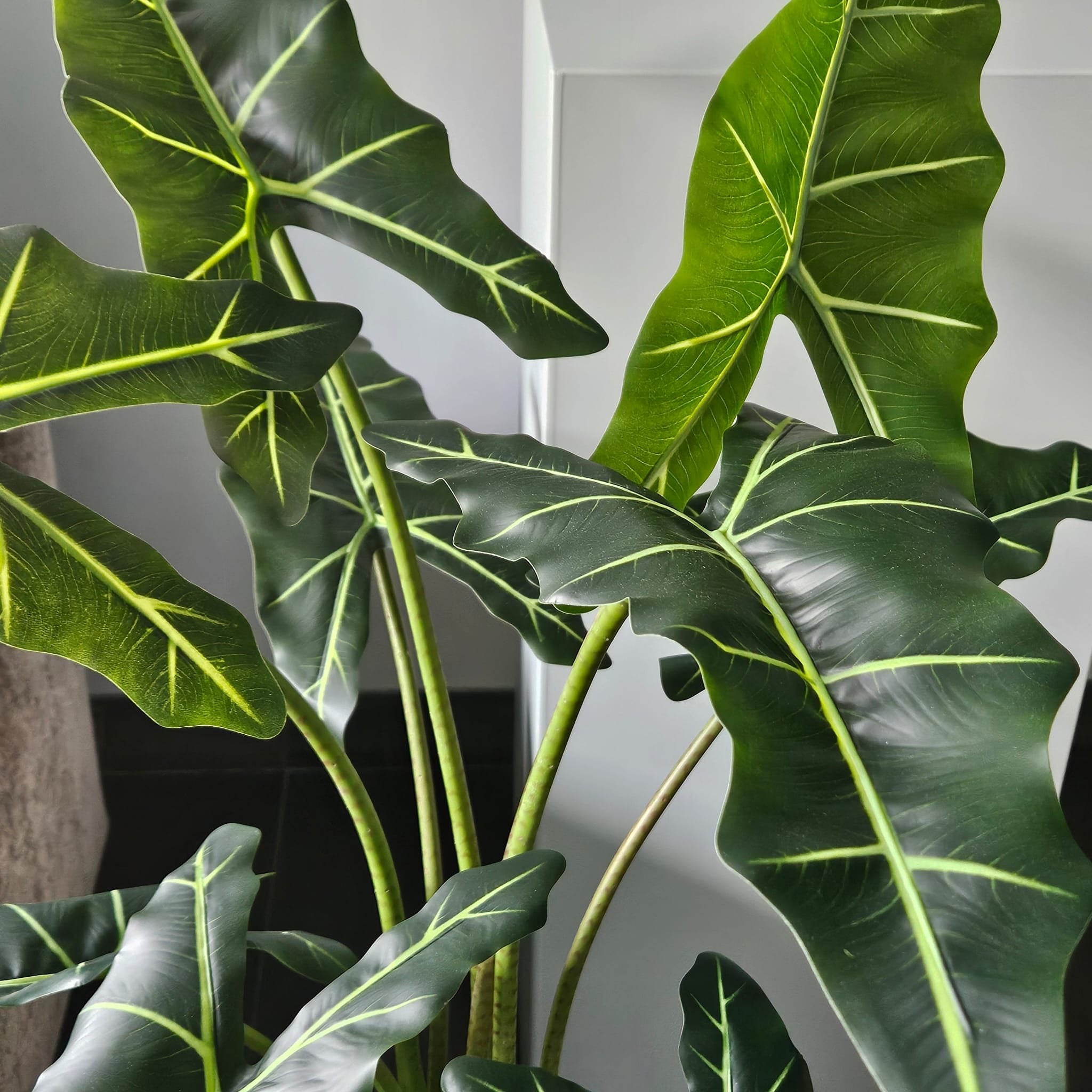 Groen & Pot Alocacia - Medium