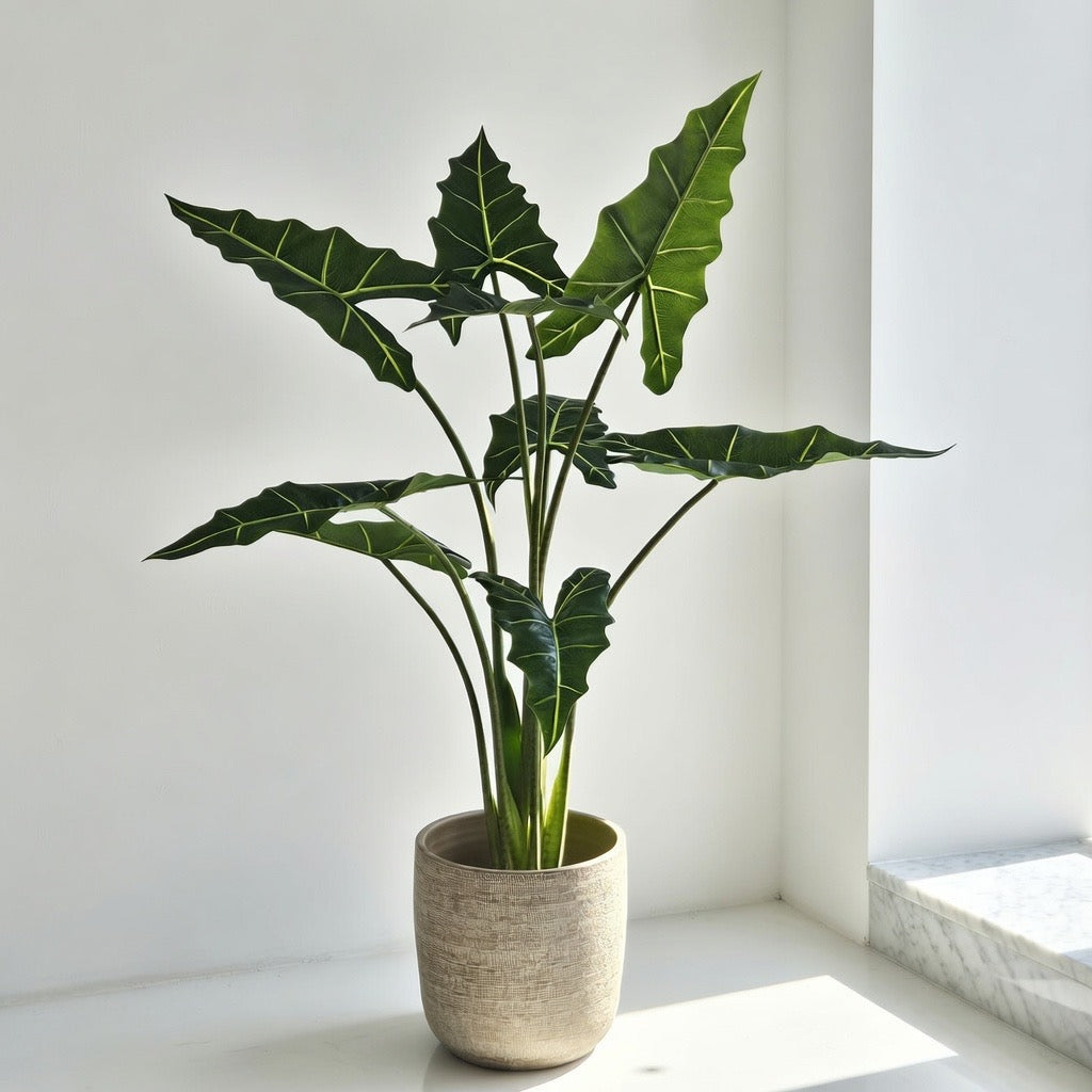 Groen & Pot Alocacia - Medium