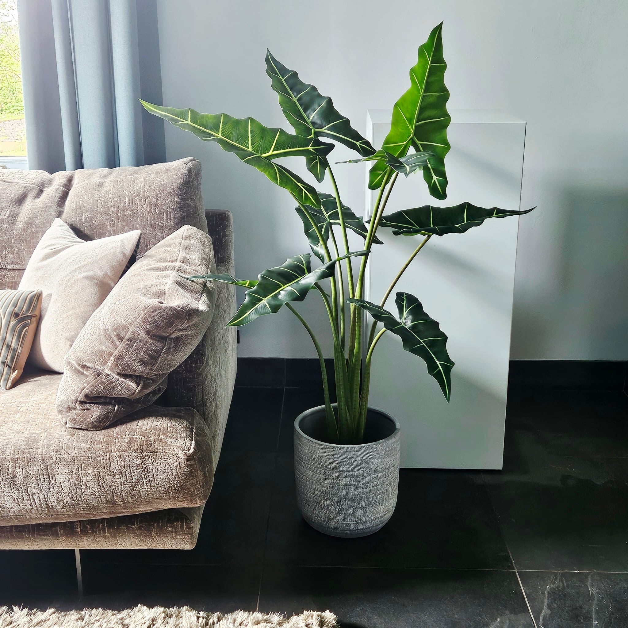 Groen & Pot Alocacia - Medium