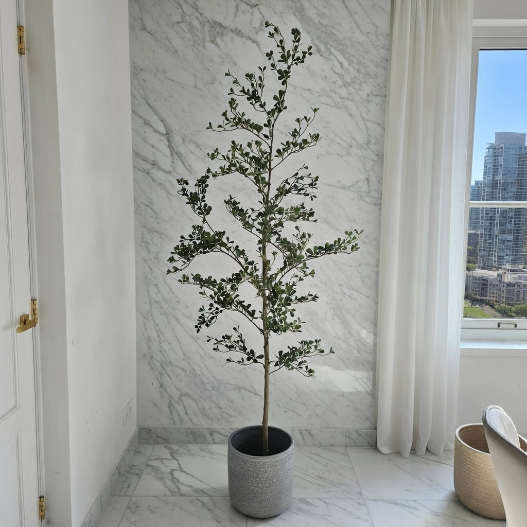 Groen & Pot Bucida - Large