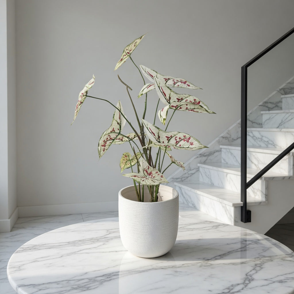 Groen & Pot Caladium Cream - Small