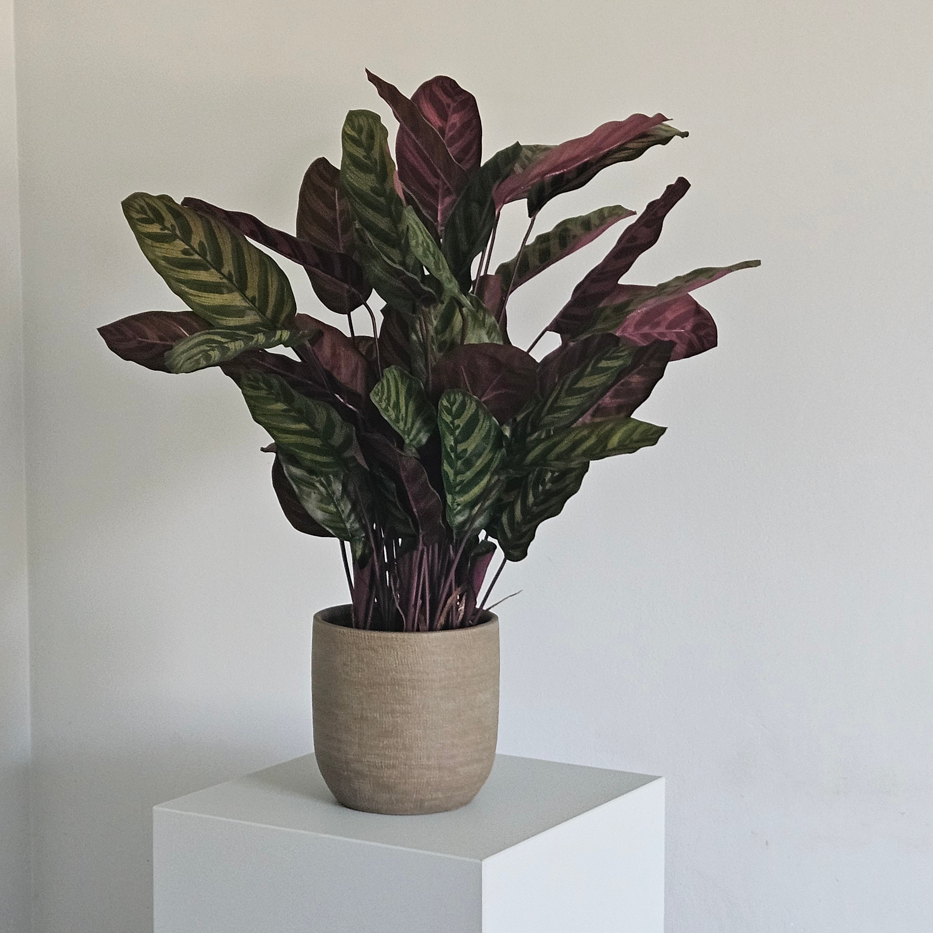 Groen & Pot Calathea Red - Small