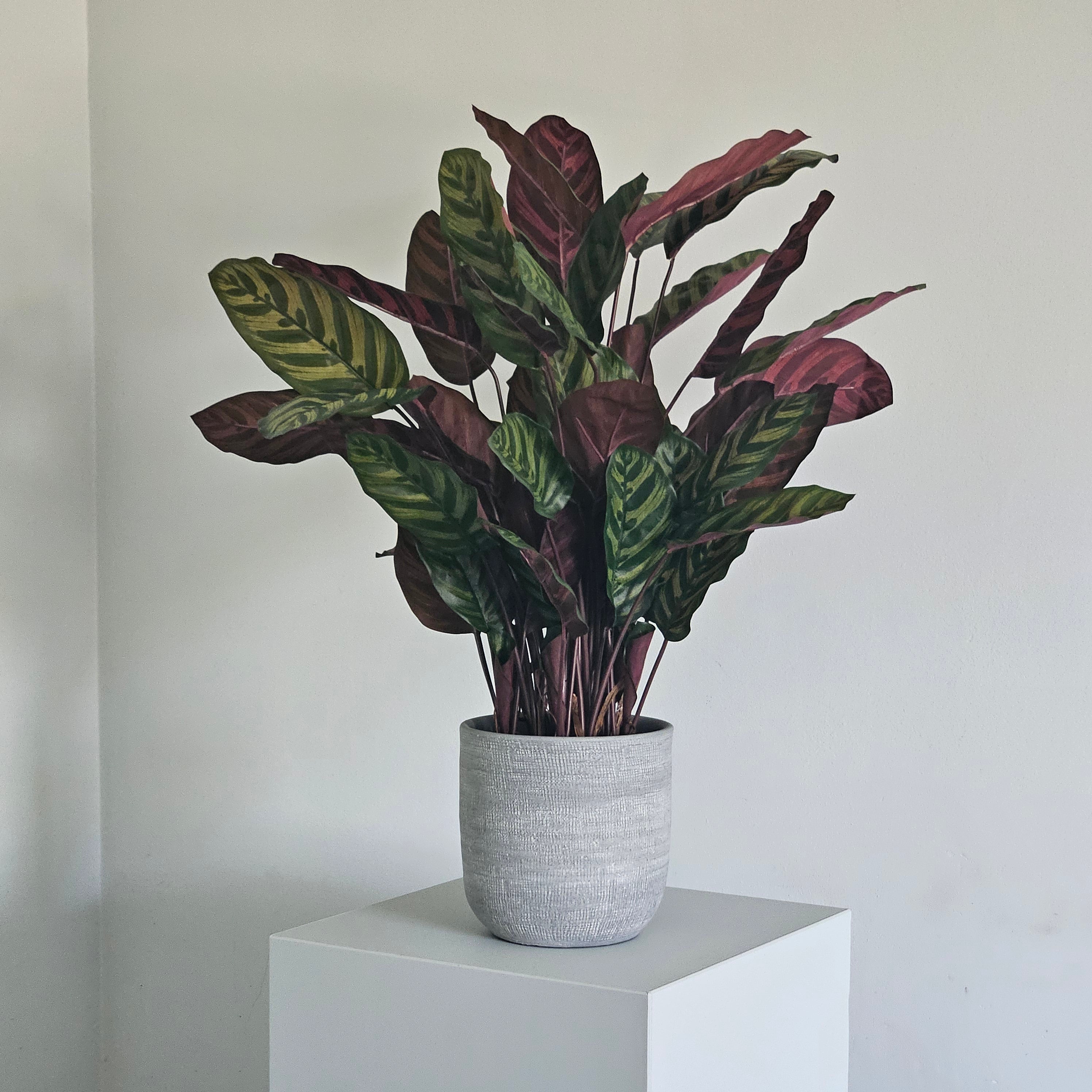 Groen & Pot Calathea Red - Small