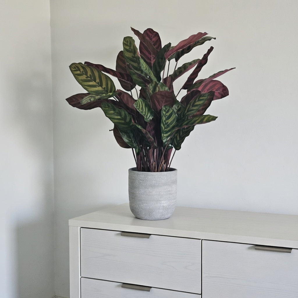 Groen & Pot Calathea Red - Small