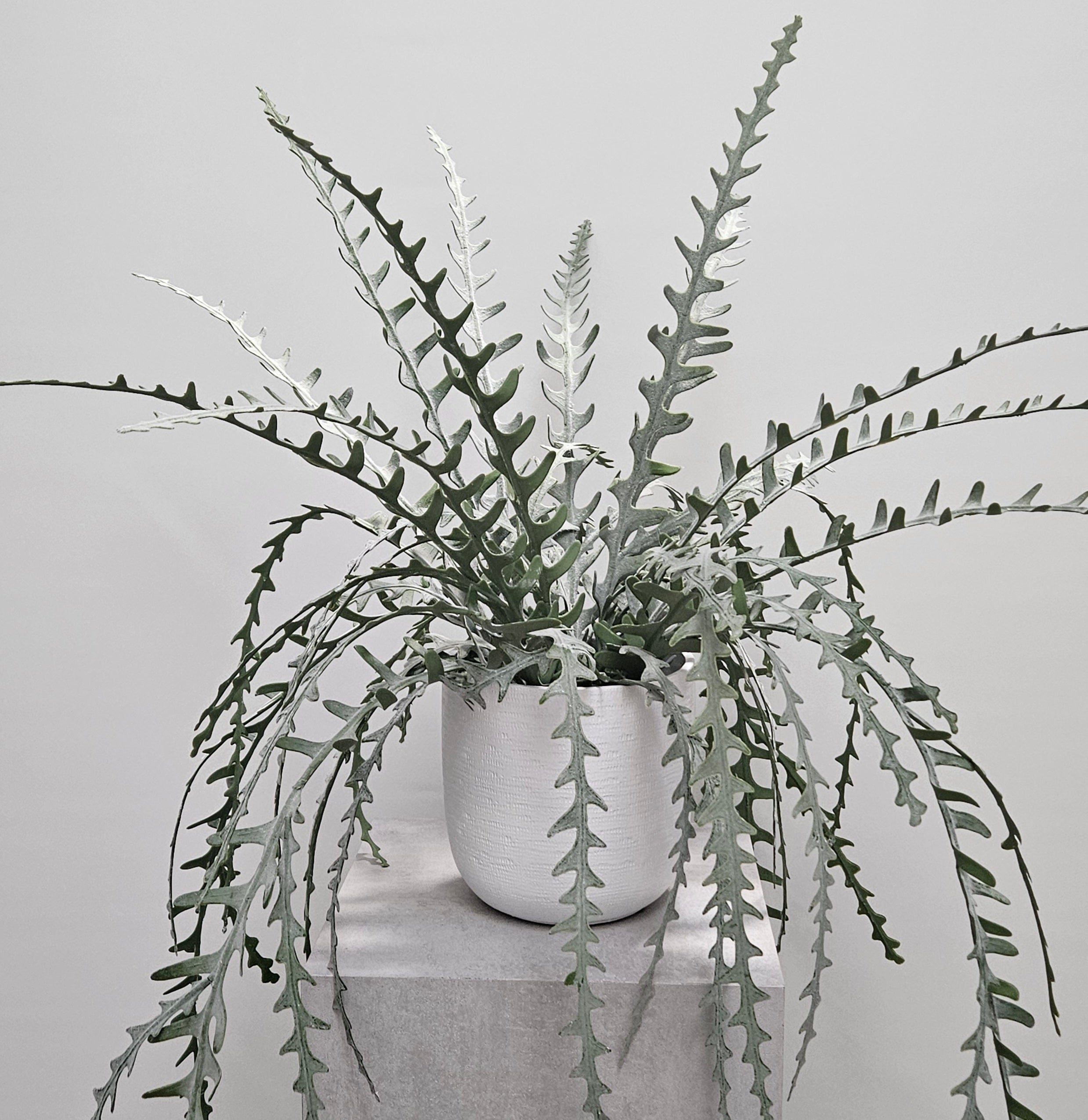 Groen & Pot Epiphyllum - Small