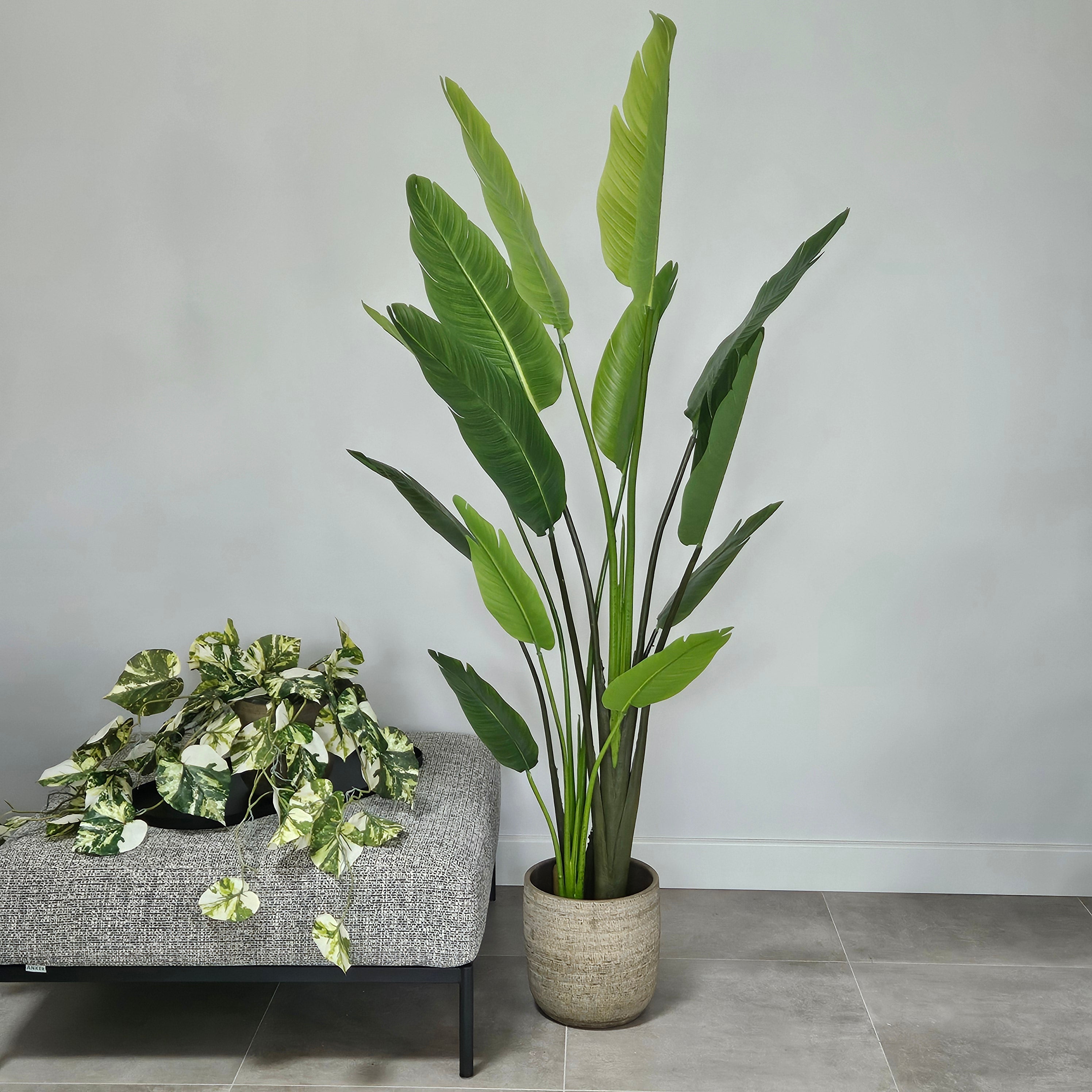Strelitzie Large mit Topf