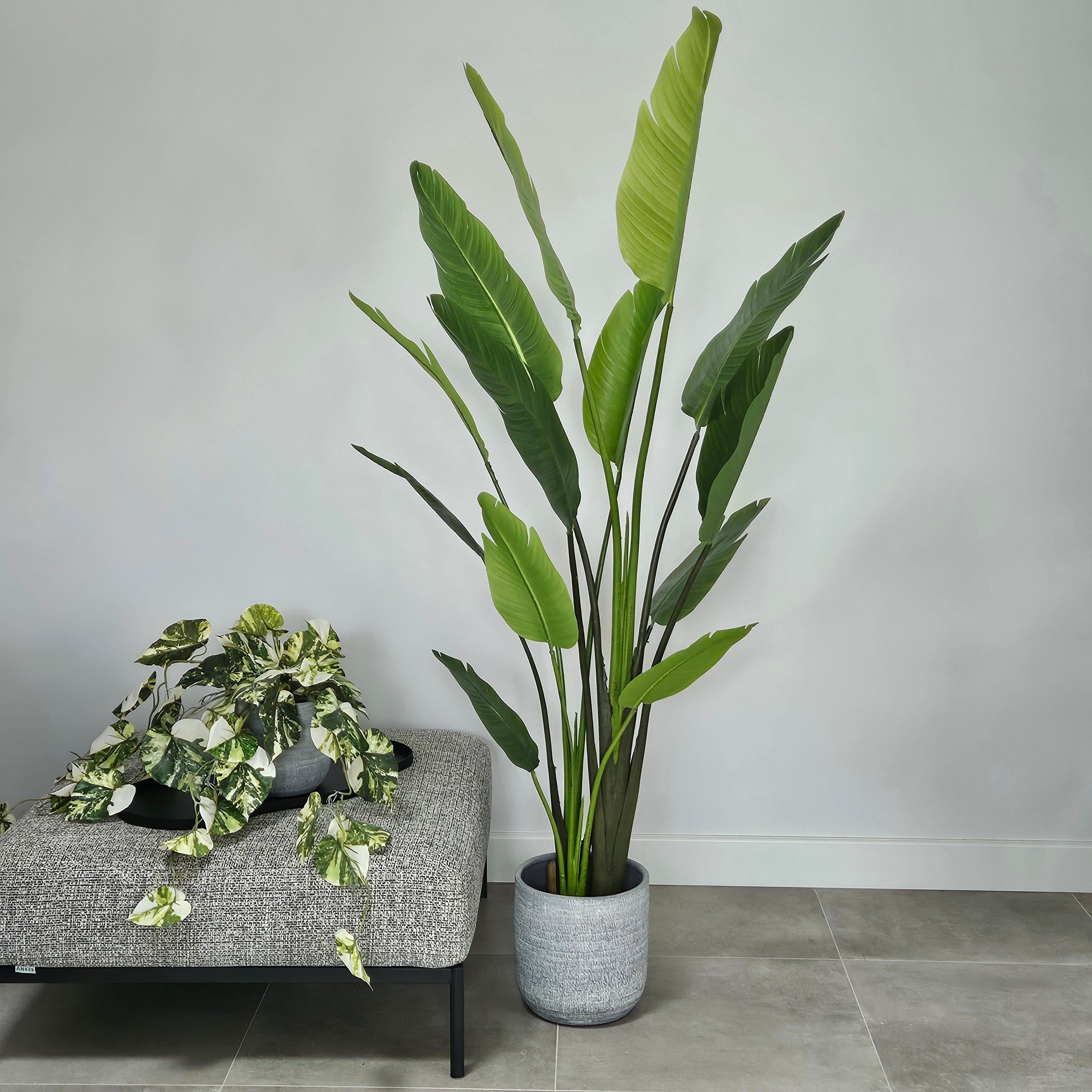 Strelitzie Large mit Topf