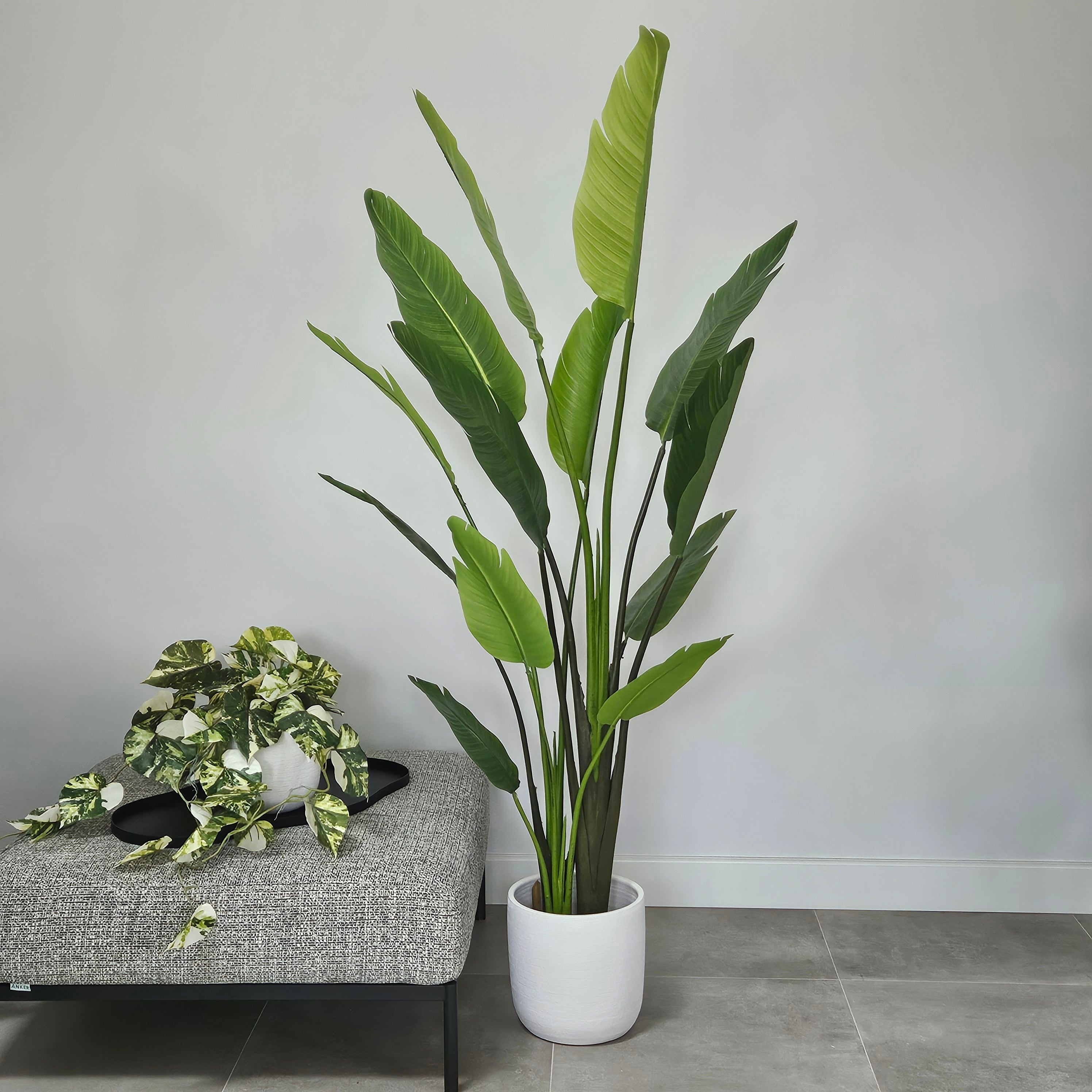 Groen & Pot Strelitzia - Large