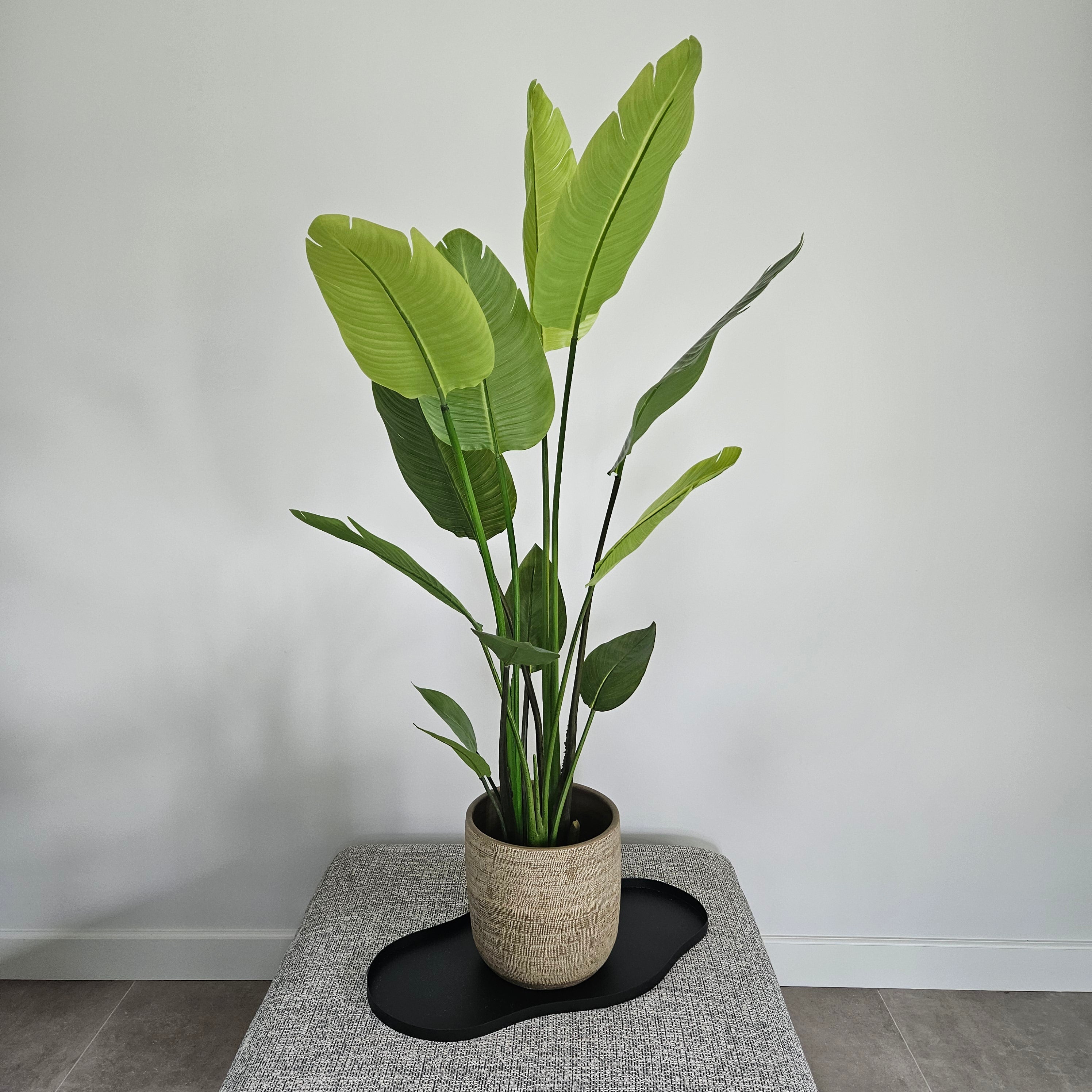 Groen & Pot Strelitzia - Medium