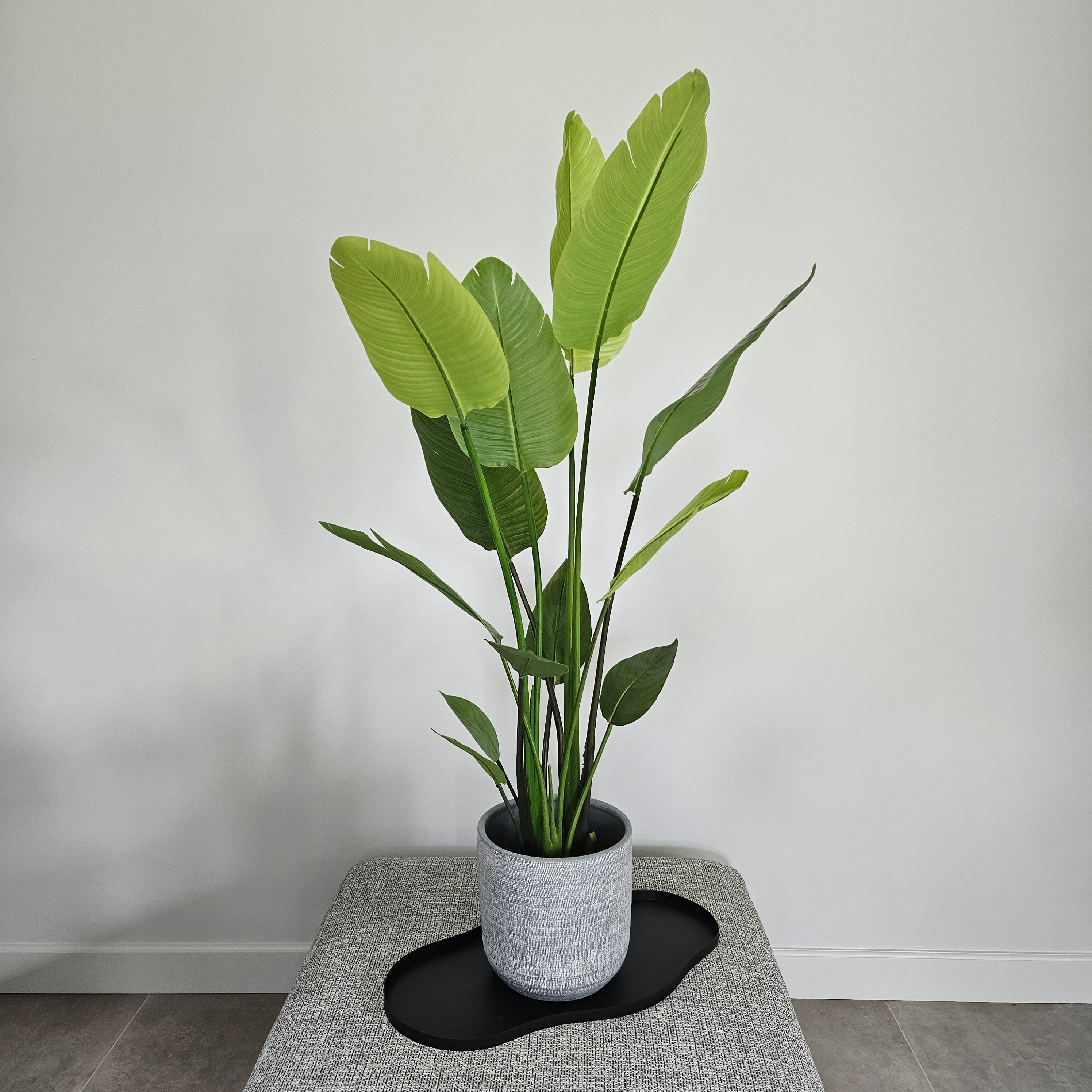 Groen & Pot Strelitzia - Medium