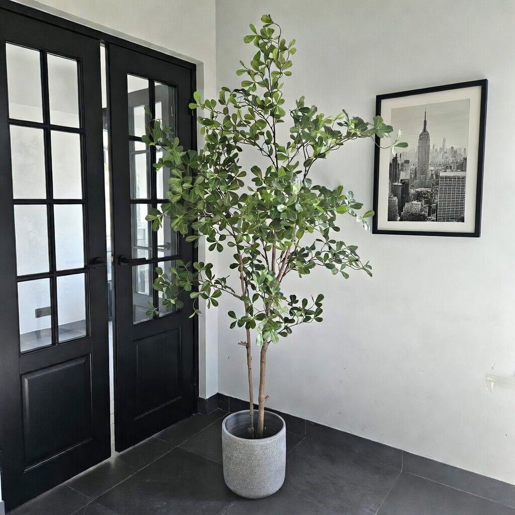 Groen & Pot Terminalia - Large