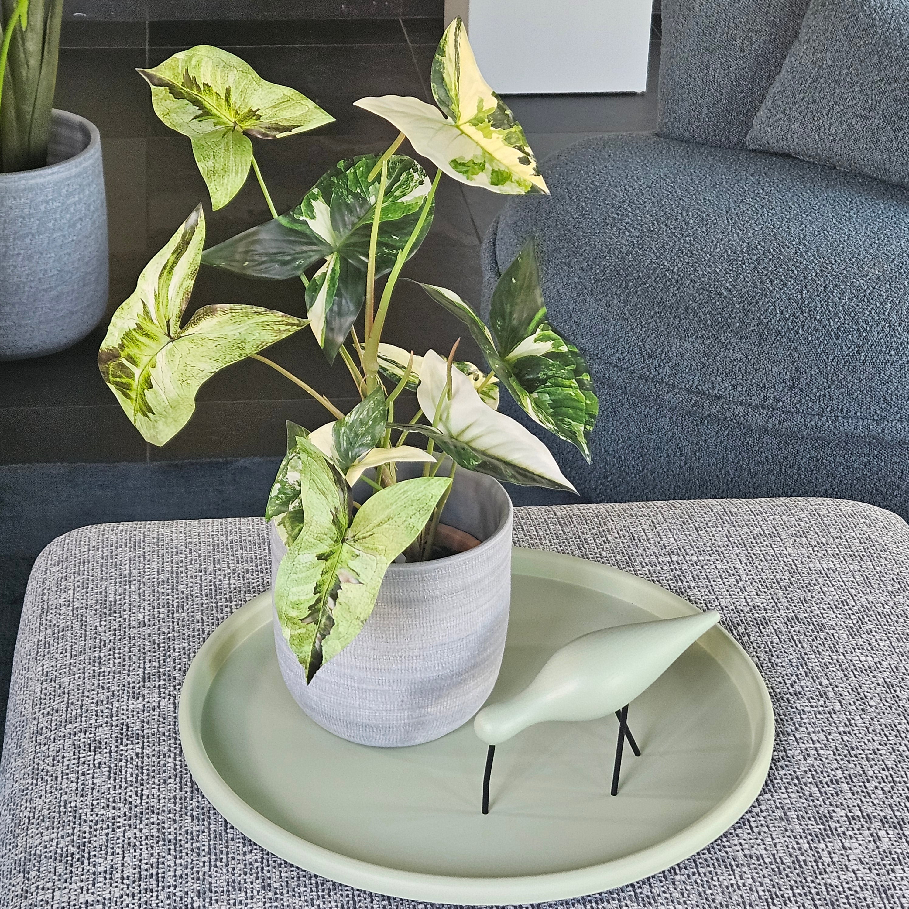 Groen & Pot Caladium Green - Small